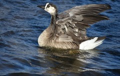 Anser anser × Branta canadensis
