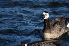 Anser anser × Branta canadensis