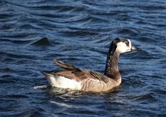 Anser anser × Branta canadensis