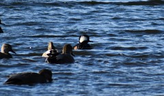 Lophodytes cucullatus