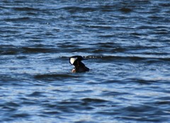 Lophodytes cucullatus