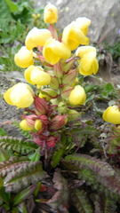 Pedicularis bicornuta