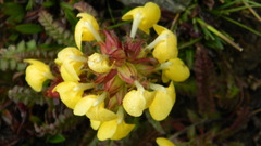 Pedicularis bicornuta