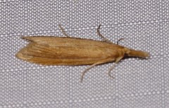 Donacaula albicostellus