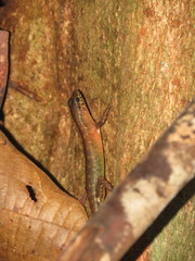 Sphenomorphus multisquamatus