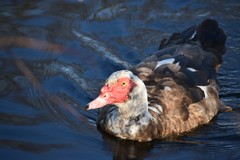 Cairina moschata domestica