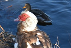 Cairina moschata domestica
