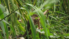 Callosciurus orestes