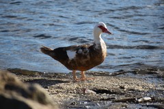 Cairina moschata domestica