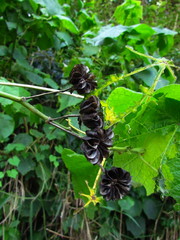 Callianthe fluviatilis