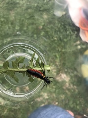 Pseudomeloe collegialis