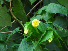 Callianthe fluviatilis