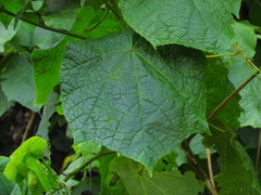 Callianthe fluviatilis