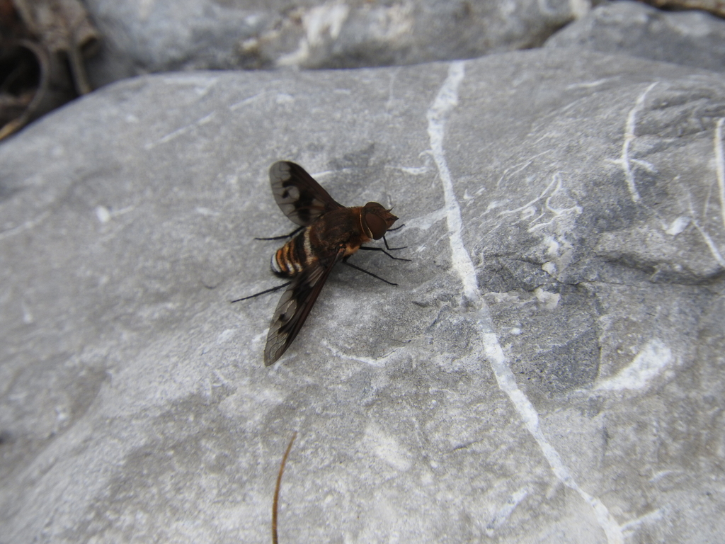Exoprosopa ingens