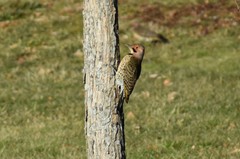 Colaptes auratus