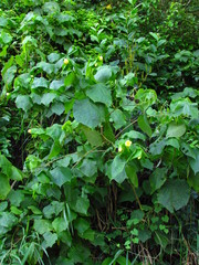 Callianthe fluviatilis