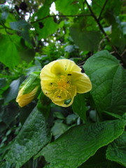 Callianthe fluviatilis