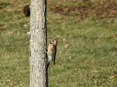 Colaptes auratus