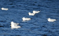 Larus delawarensis