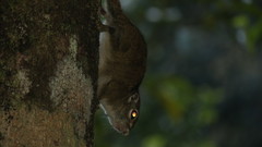 Sundasciurus jentinki