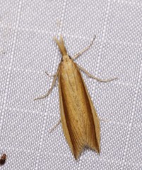 Donacaula albicostellus