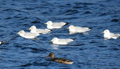 Larus delawarensis
