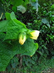 Callianthe fluviatilis