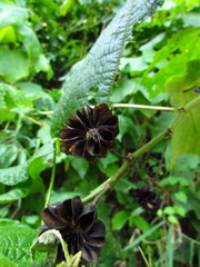 Callianthe fluviatilis