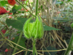 Callianthe muelleri-friderici