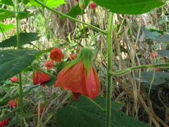 Callianthe muelleri-friderici