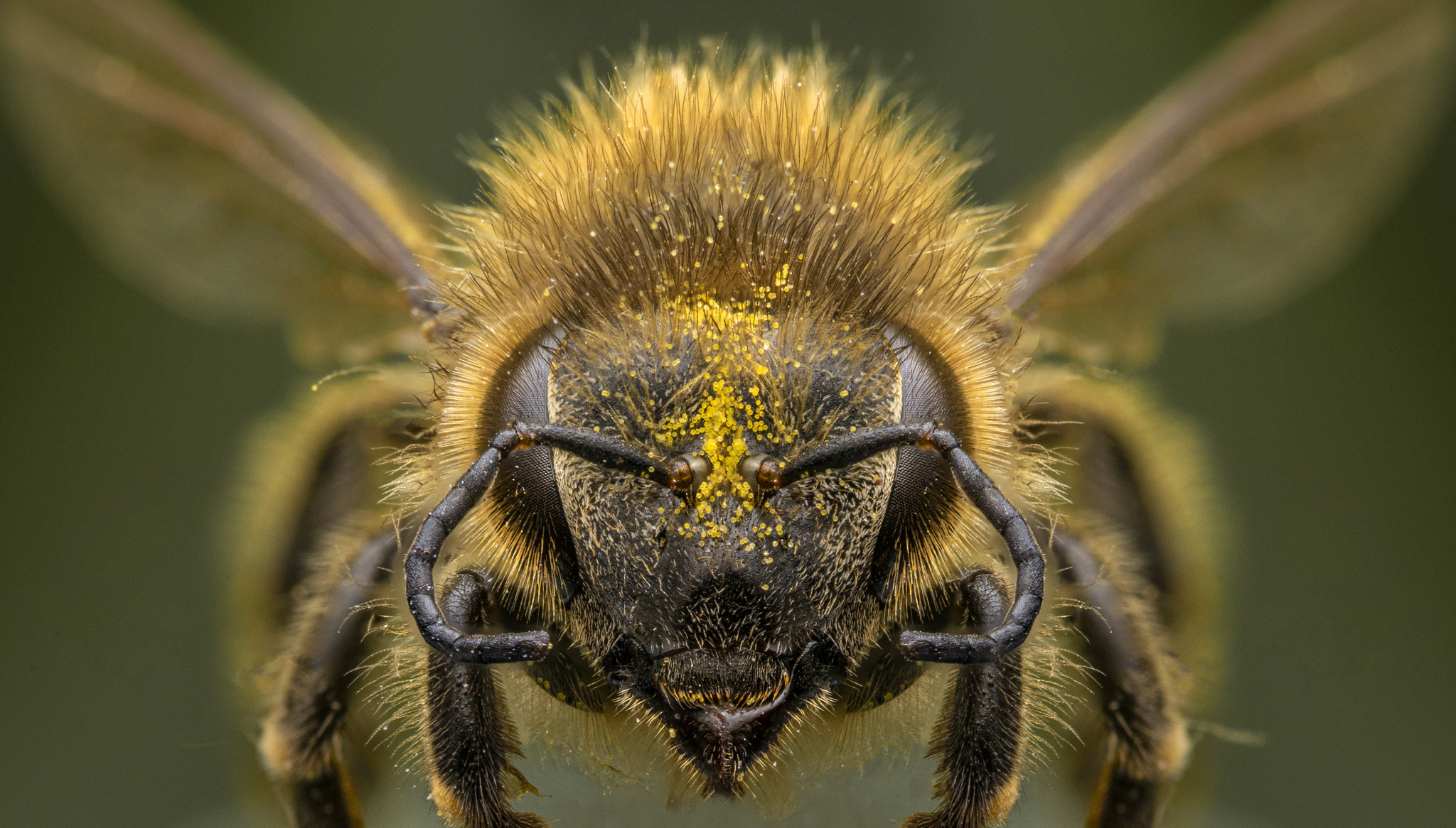 Honey Bees (Genus Apis) · iNaturalist