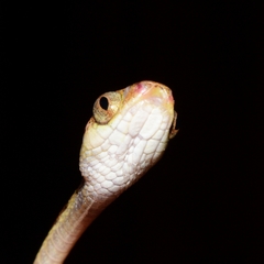 Imantodes gemmistratus