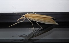 Orocrambus angustipennis