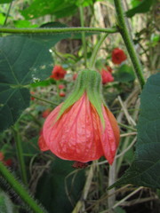 Callianthe muelleri-friderici
