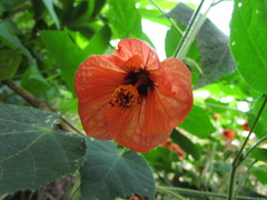 Callianthe muelleri-friderici