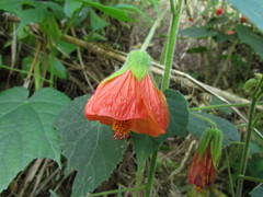 Callianthe muelleri-friderici