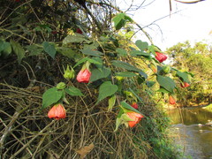Callianthe muelleri-friderici