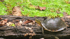 Cuora amboinensis kamaroma