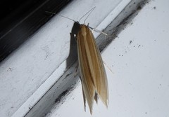 Orocrambus angustipennis