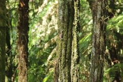 Alsophila setosa