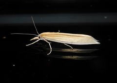 Orocrambus angustipennis