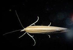 Orocrambus angustipennis