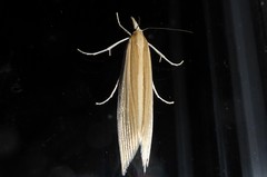 Orocrambus angustipennis