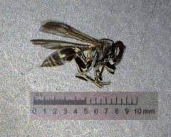 Polybia occidentalis bohemani