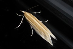 Orocrambus angustipennis