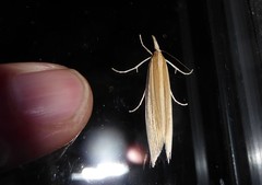 Orocrambus angustipennis