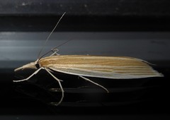 Orocrambus angustipennis