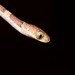 Imantodes gemmistratus