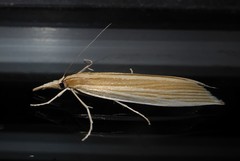 Orocrambus angustipennis