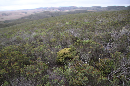 Image of Drosanthemum quadratum by (c) Tony Rebelo, some rights reserved (CC BY-SA)